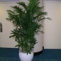 Chamedorea (bamboo) Palm